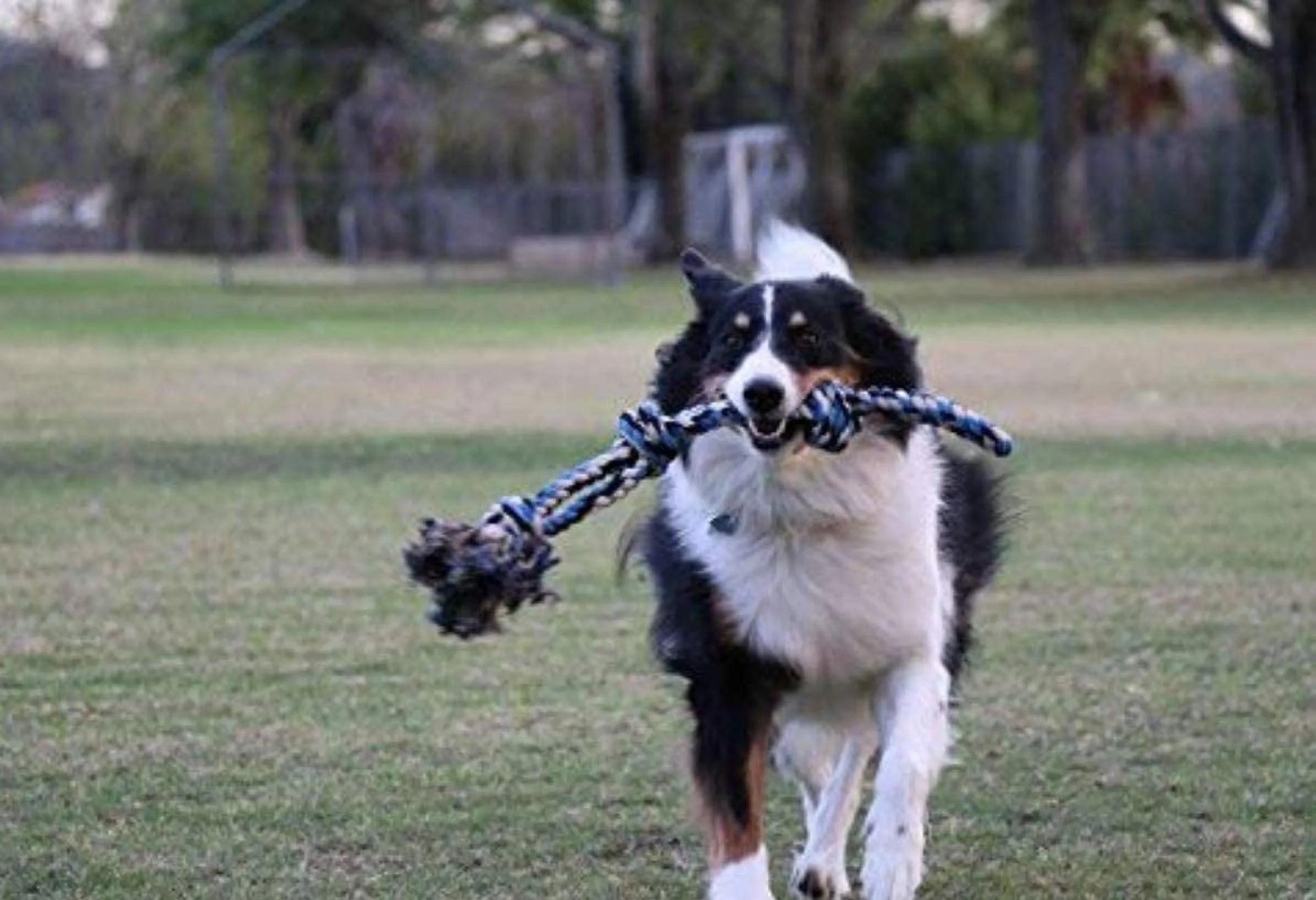 Dog Toy Pack of 4 Large Dog Toys for Aggressive Chewers - Dog Ropes & Ball