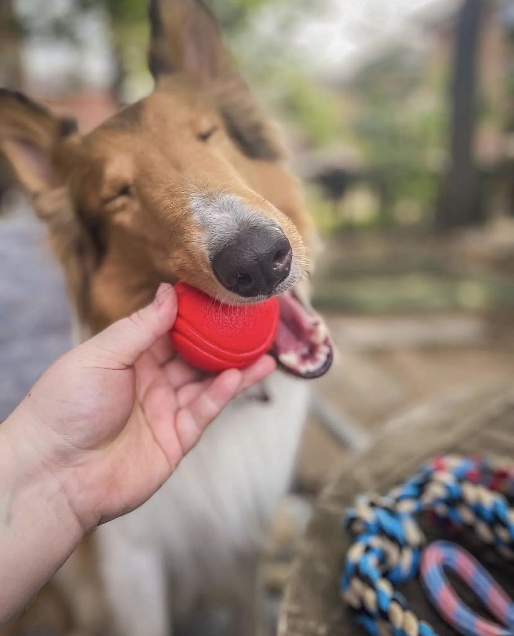 Dog Toy Pack of 4 Large Dog Toys for Aggressive Chewers - Dog Ropes & Ball